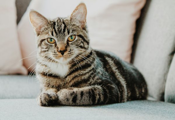 Cat looking upward attentively
