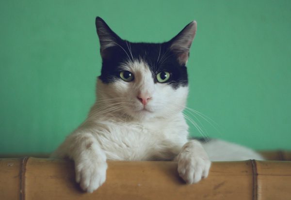 Close portrait of a domestic cat