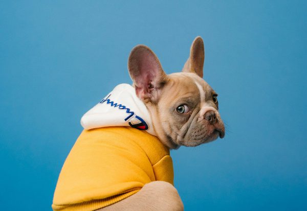 Dog resting calmly indoors