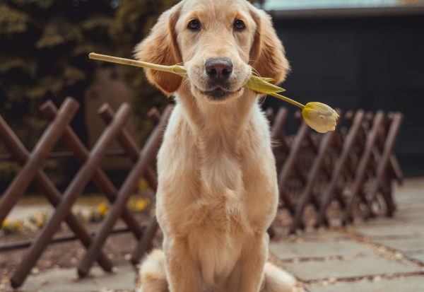 Golden retriever resting outdoors