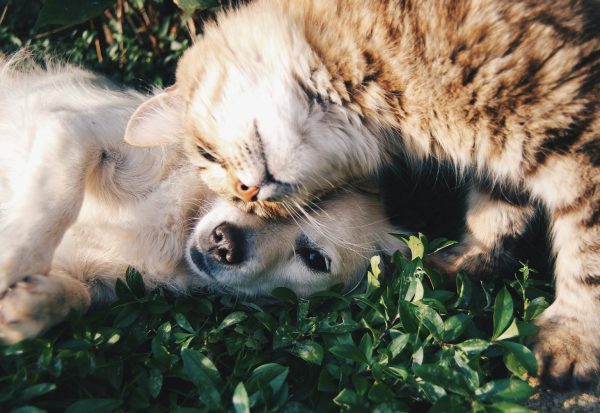 Dog resting its head on its owner's knee