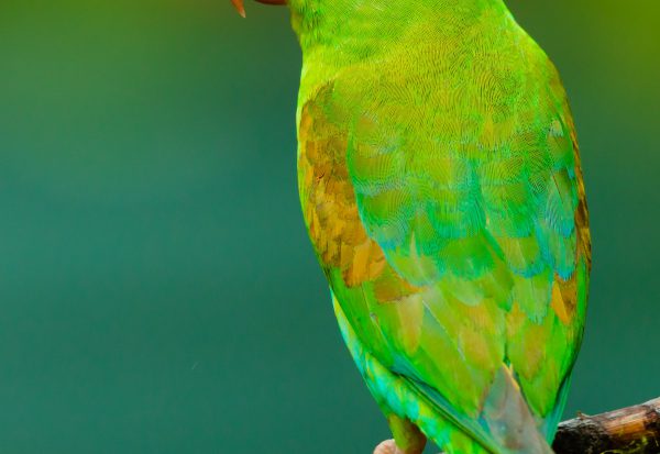Small parrot perched on a branch